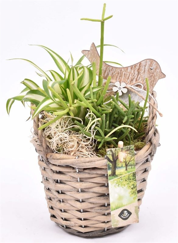 Indoor arrangement 14cm Pot