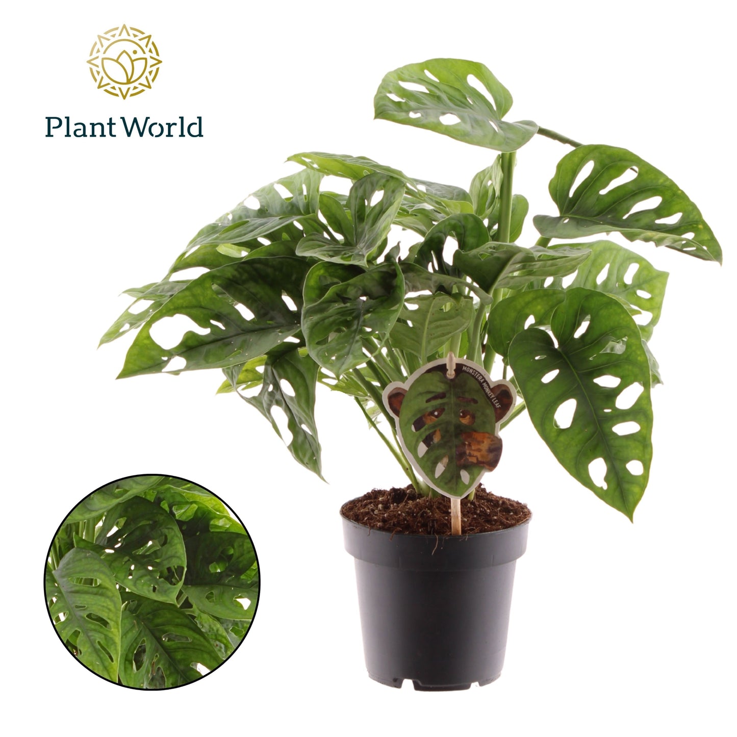 Monstera Monkey Leaf 30cm 12cm Pot