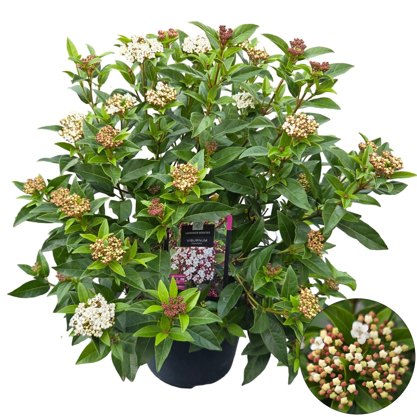 Viburnum tinus Spirit 70cm 26cm Pot