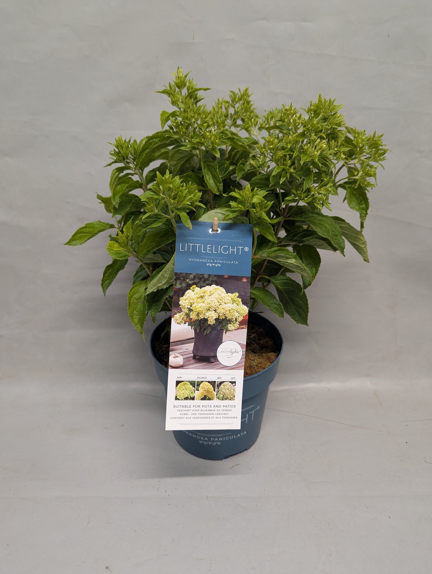Hydrangea Pan. Gardenlight Little Light 45cm 19cm Pot