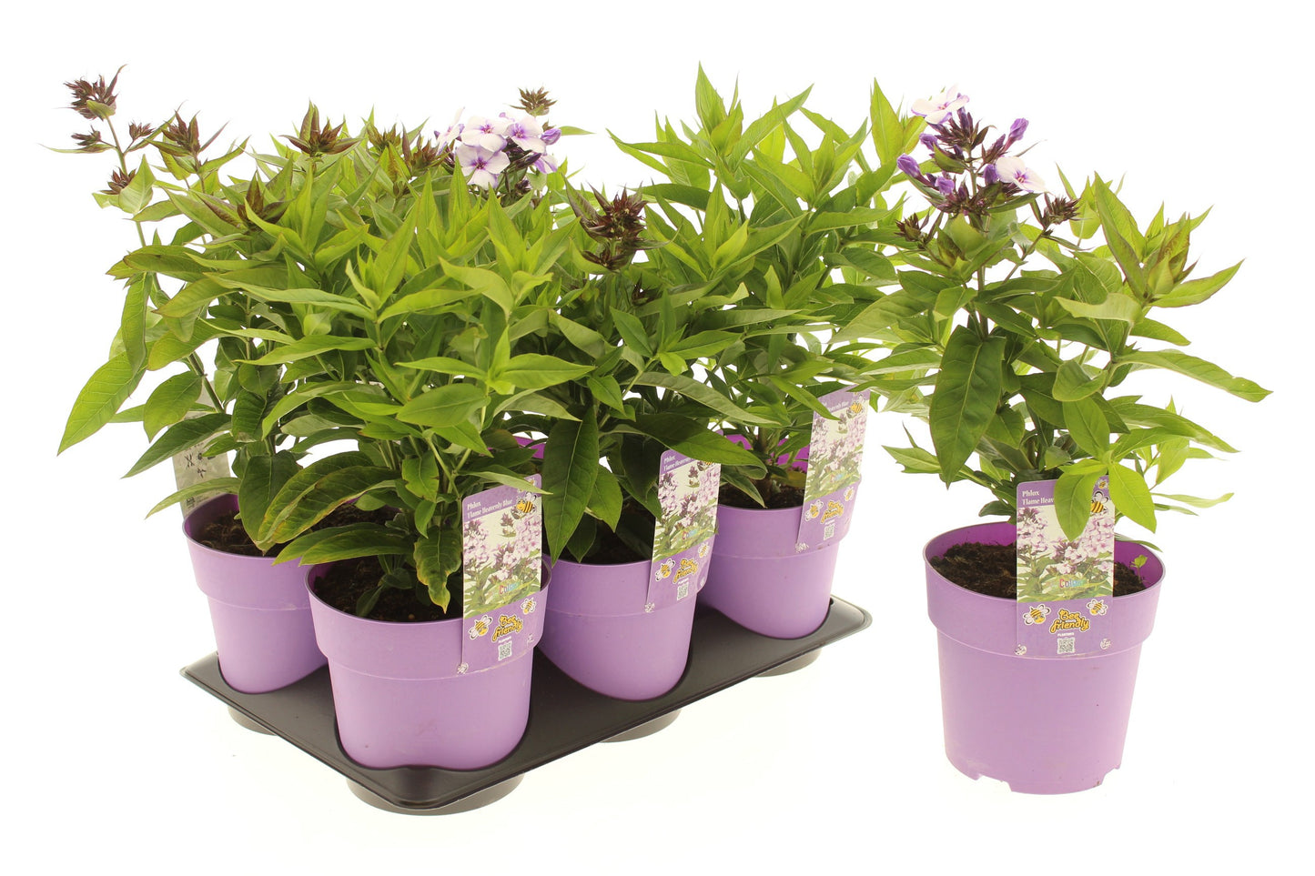 Phlox 25cm 15cm Pot