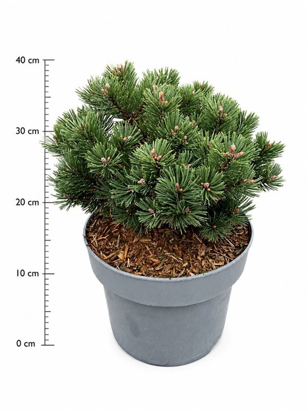 Pinus hybrid 40cm 23cm Pot