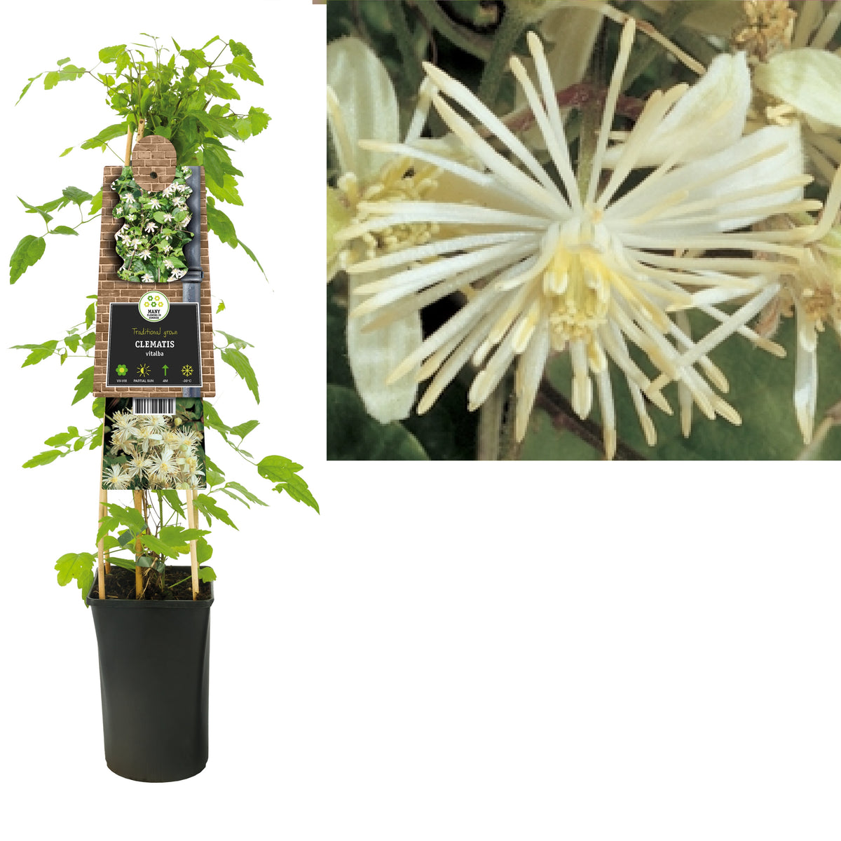 Clematis vitalba 75cm 17cm Pot