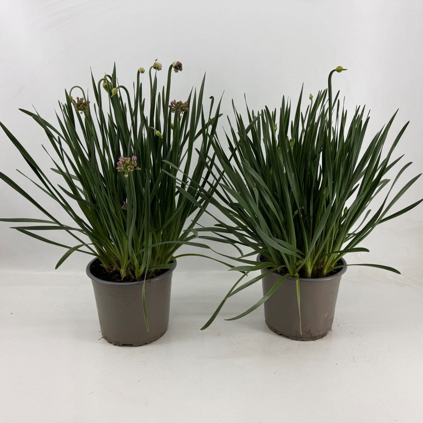 Allium Ivory Queen 55cm 19cm Pot