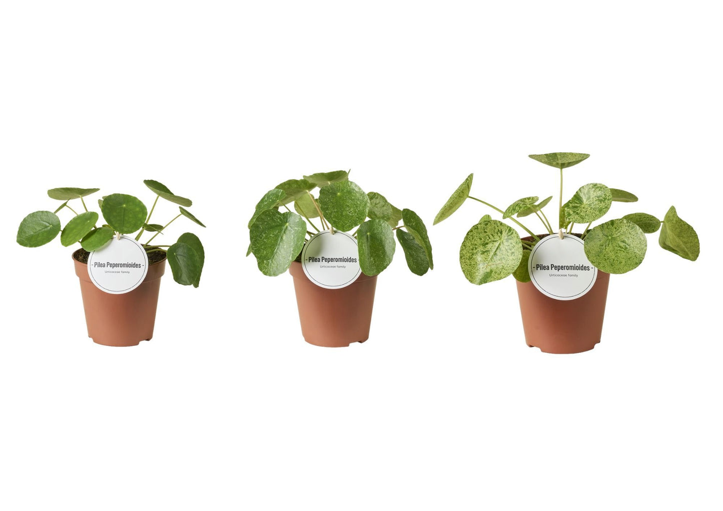 Mostert Nieuwerkerk BV Pilea peperomioides Pack of 6