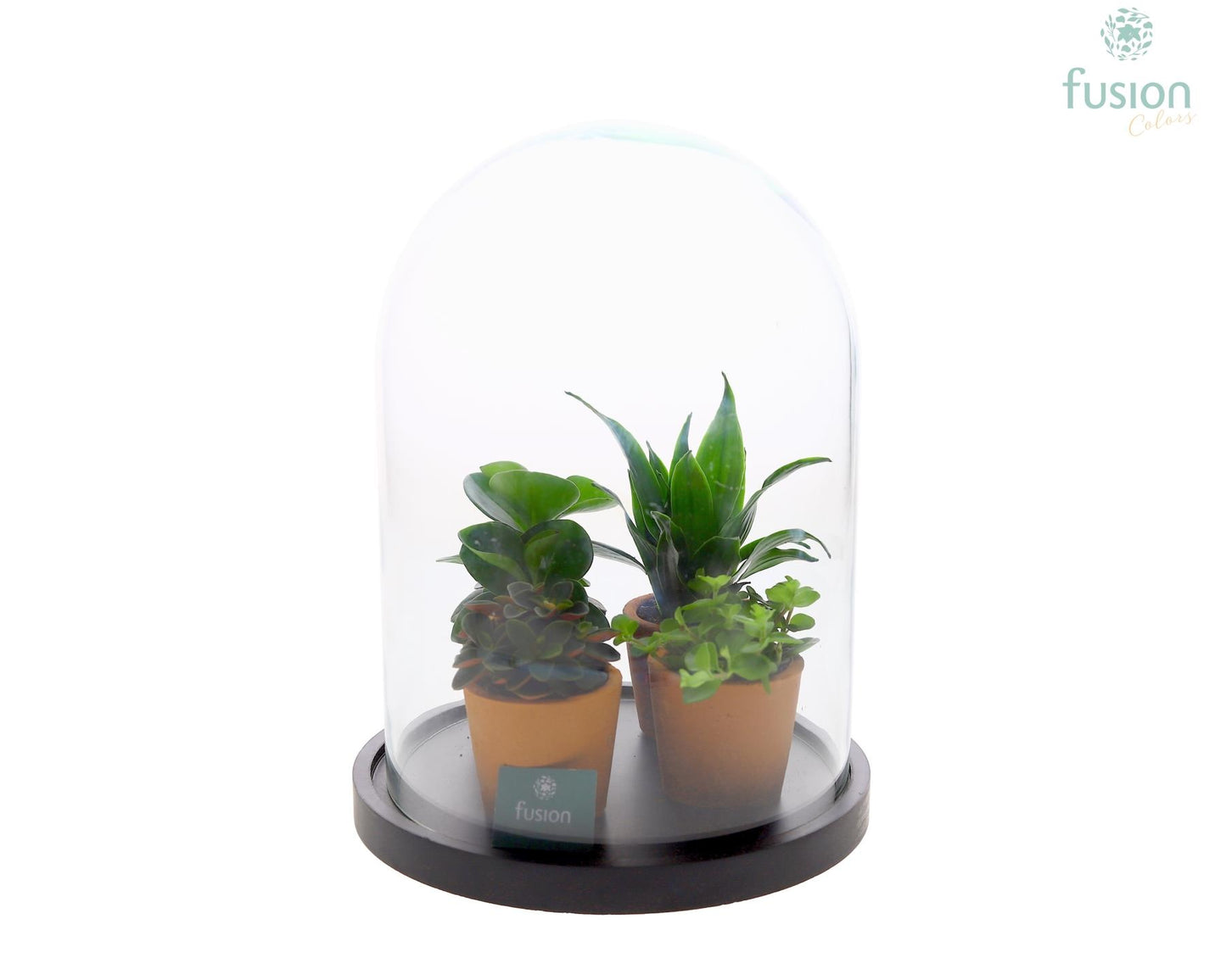 Glas Stolp met plateau XLarge zwart met groene planten 4pp 29cm 22cm Pot