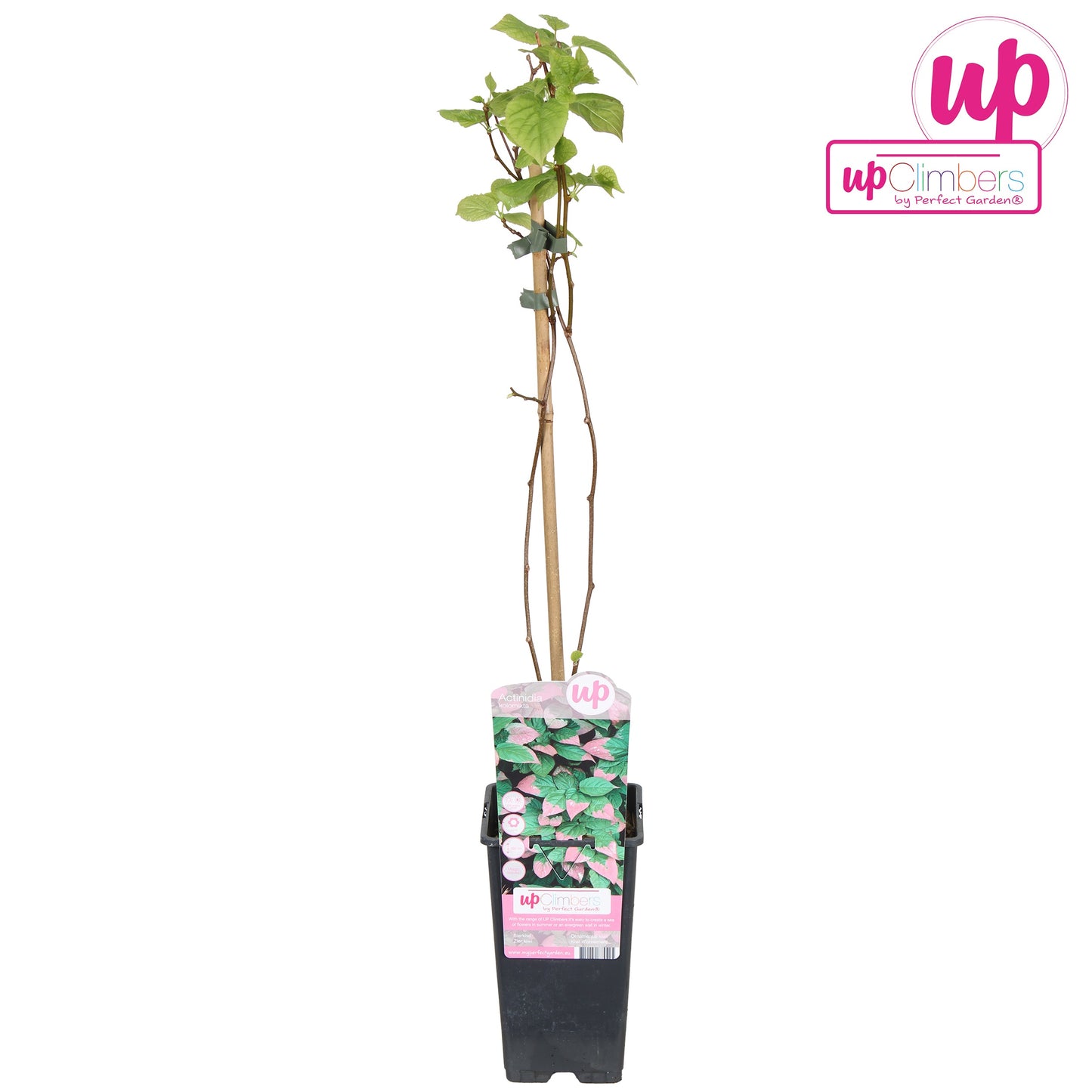 Actinidia kolomikta 65cm 15cm Pot