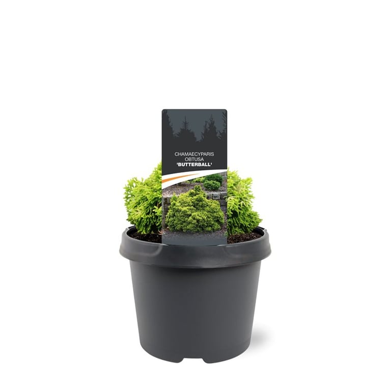 Chamaecyparis obtusa 28cm 19cm Pot