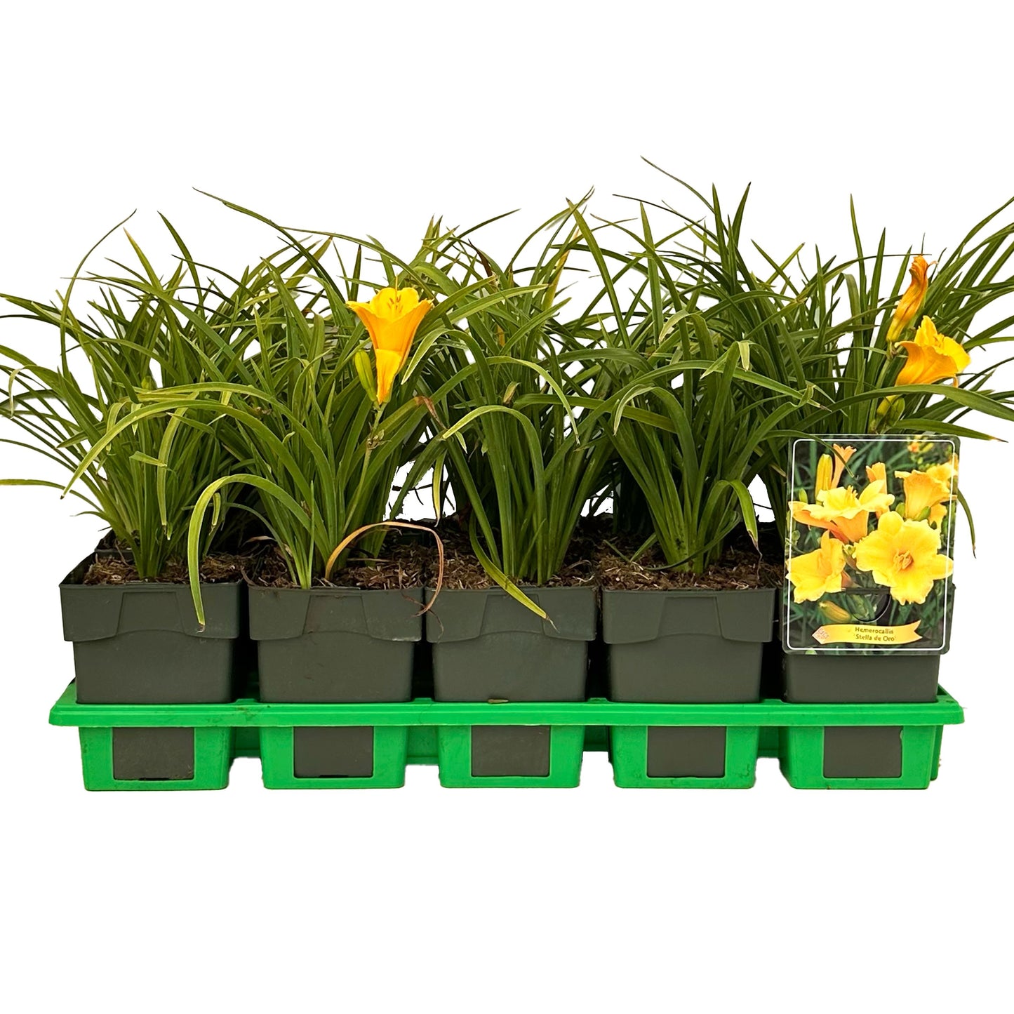 Hemerocallis Stella d'Oro 25cm 11cm Pot