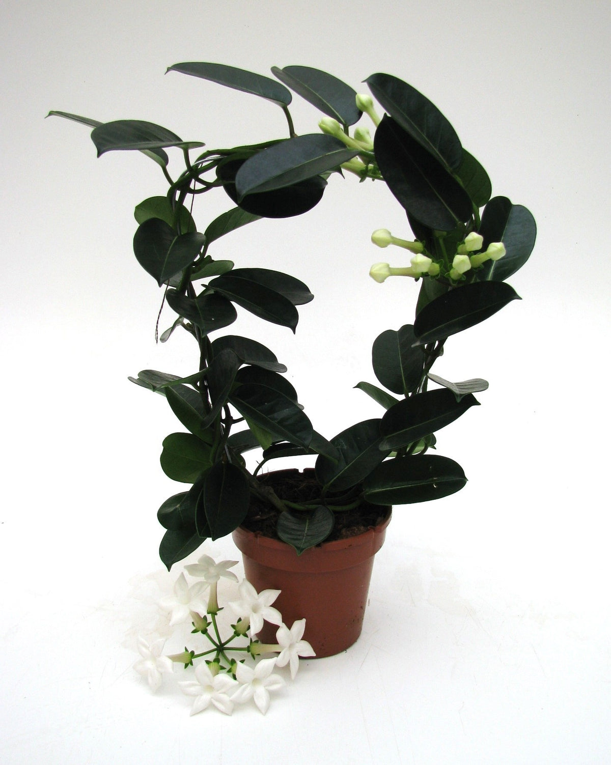 Stephanotis floribunda 45cm 12cm Pot