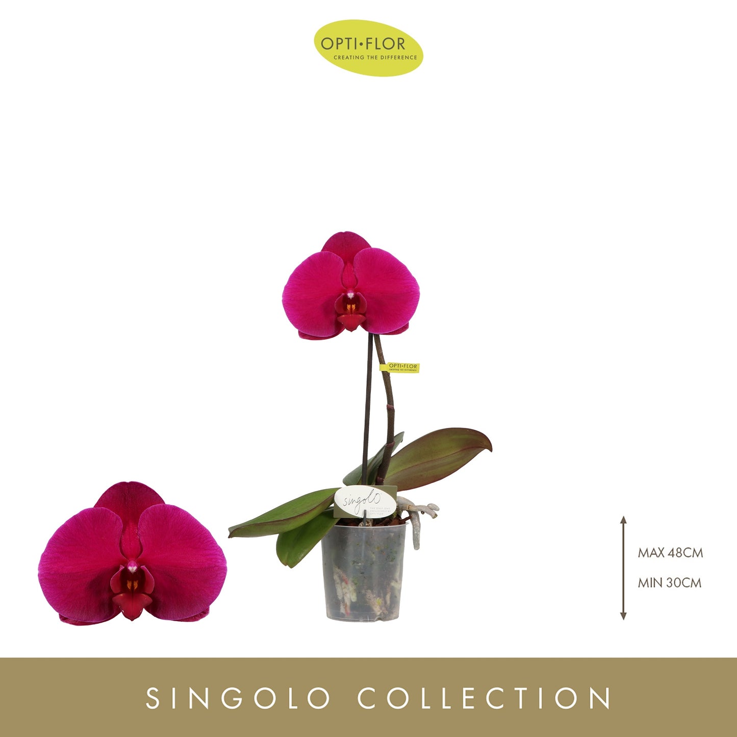 Opti-Flor Phalaenopsis Singolo Shima Pack of 6