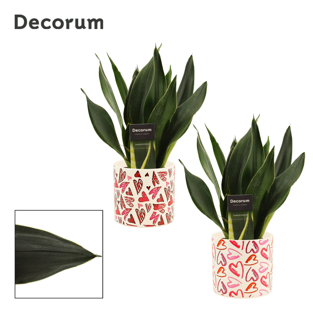 Sansevieria trifasciata 30cm 12cm Pot