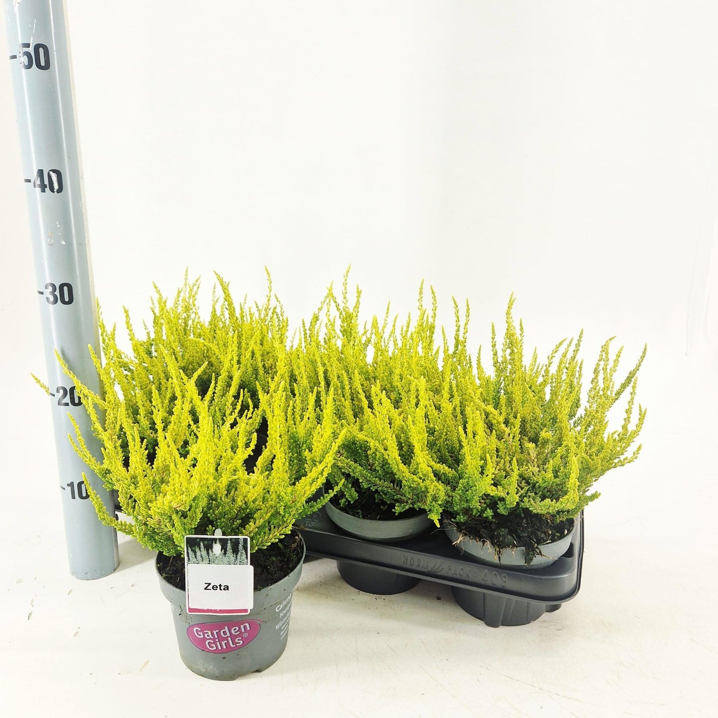Calluna Garden Girls mix 25cm 13cm Pot