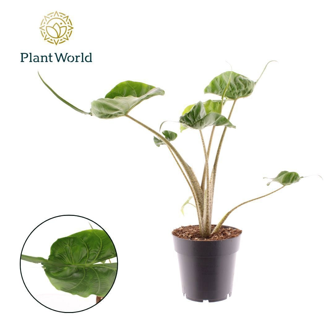 Alocasia Stingray 30cm 14cm Pot