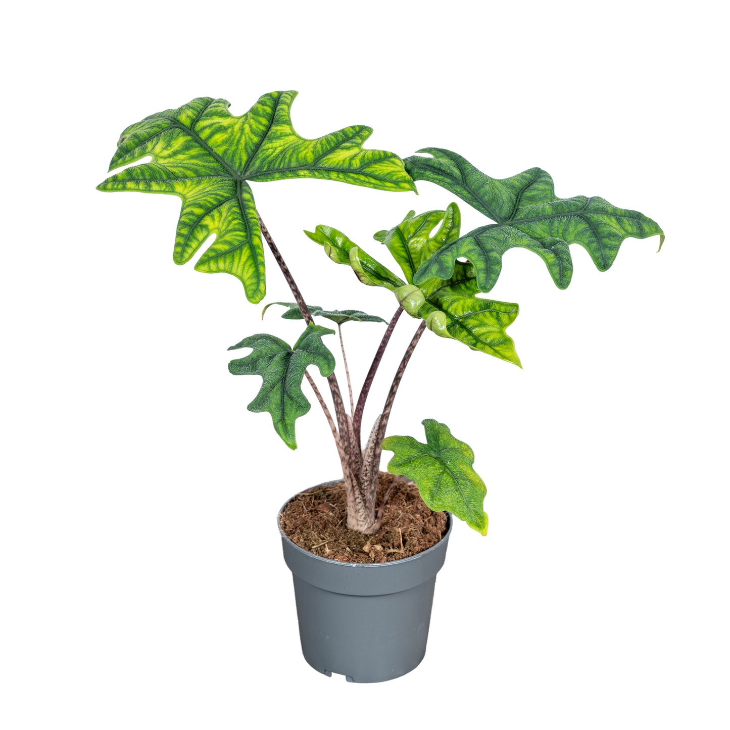 Ichtus Plants Alocasia Jacklyn Pack of 8