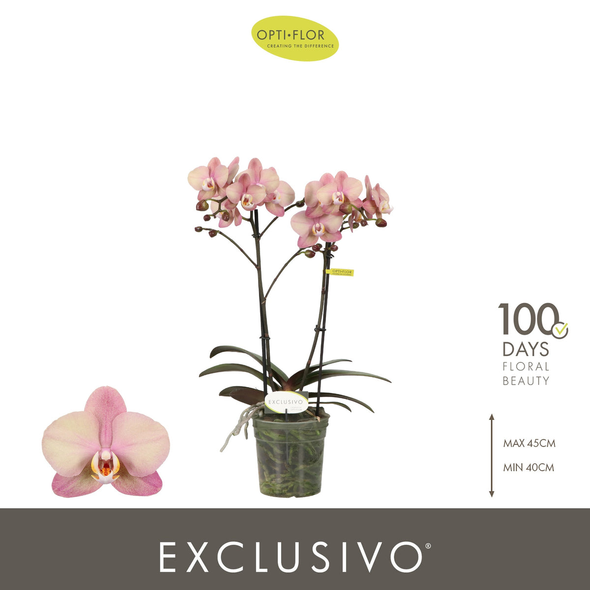 Phalaenopsis pink 45cm 12cm Pot