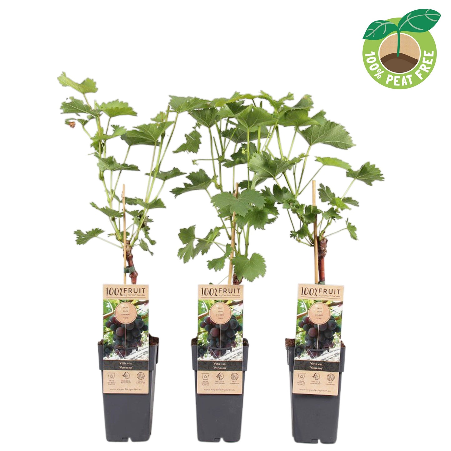 Vitis vin. Vanessa 50cm 15cm Pot