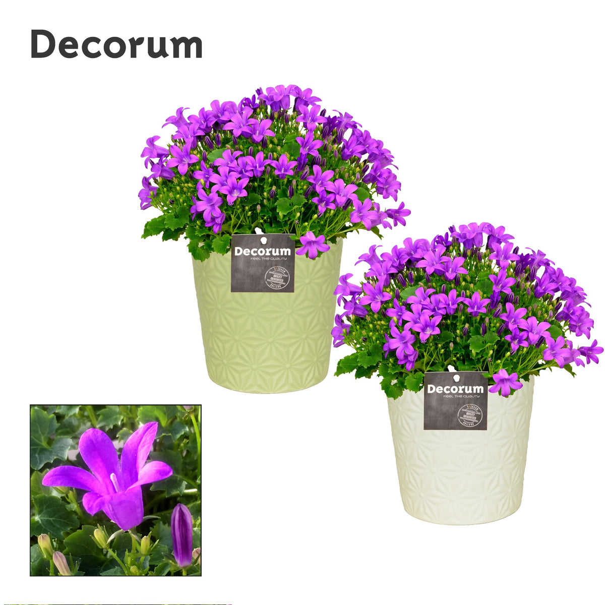 Campanula Porto 17cm 13cm Pot
