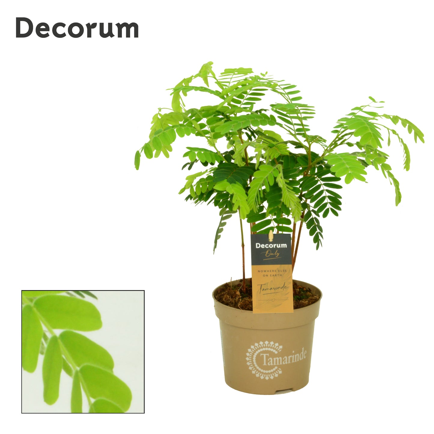 Have BV. Gebr. ten Tamarindus indica Pack of 8