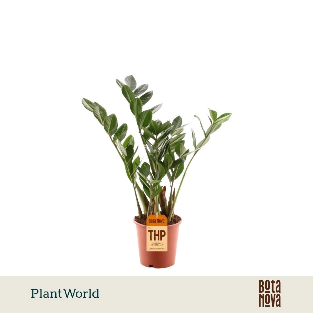 Plantworld Jogrow Zamioculcas zamiifolia Pack of 10