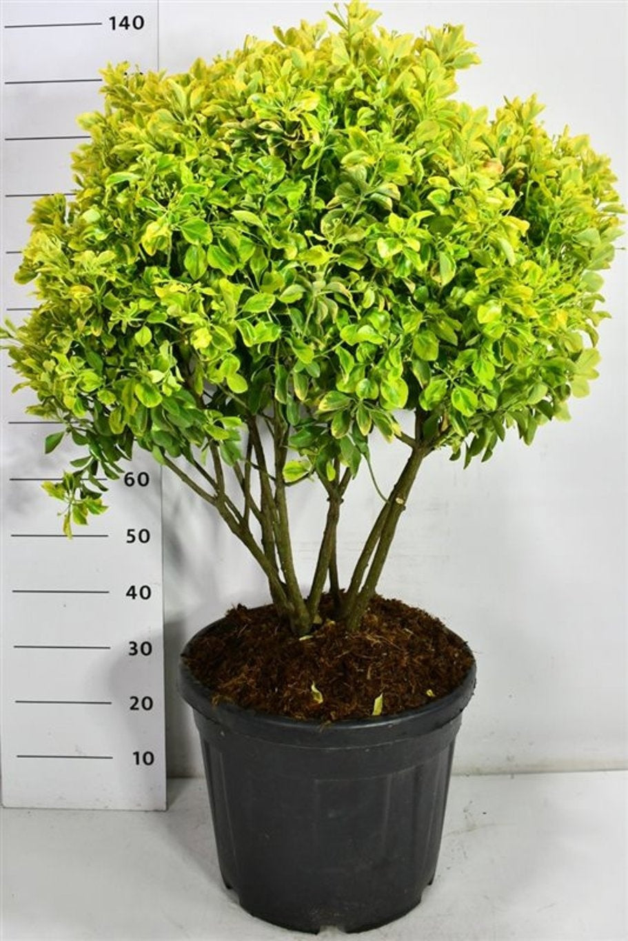 Euonymus Aureus 140cm 48cm Pot