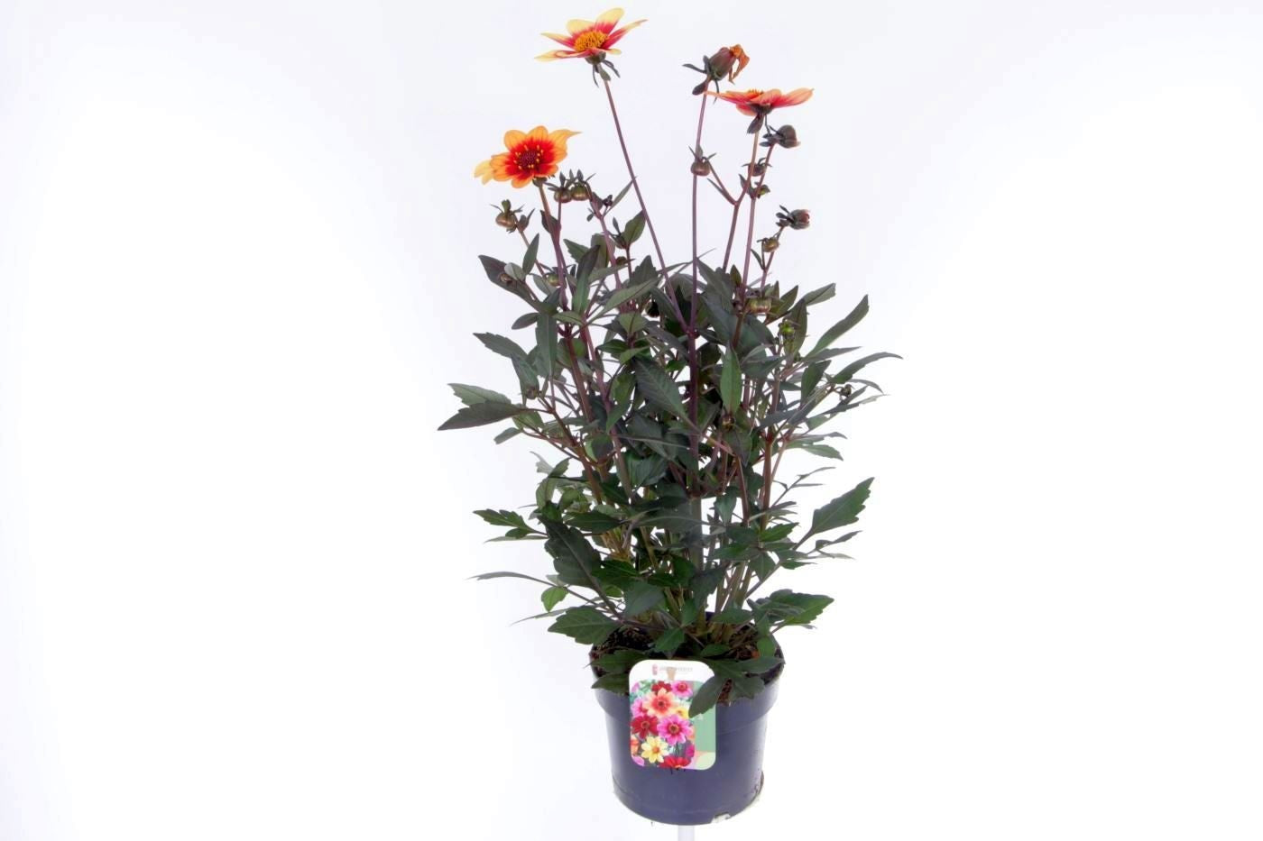 Dahlia Gardenetta Pearl 65cm 17cm Pot