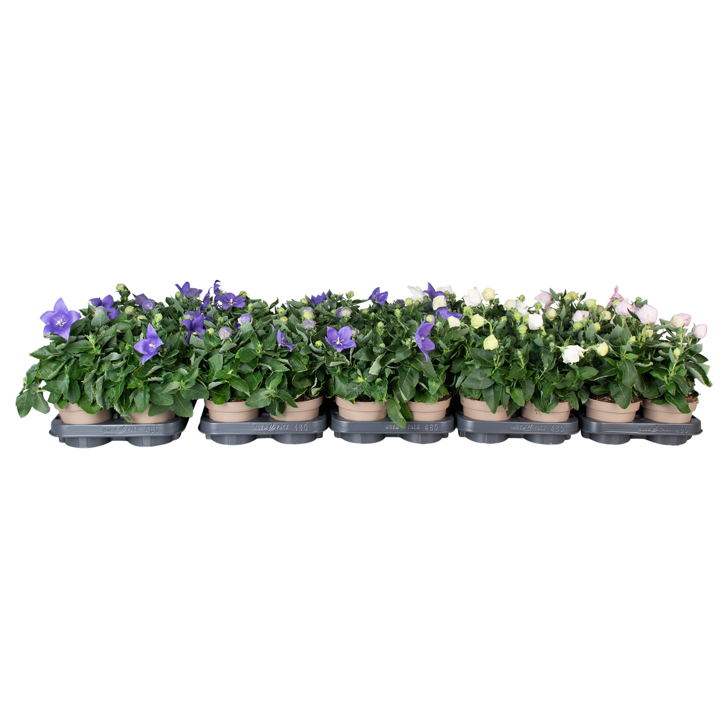 Platycodon gr. Astra mix 25cm 12cm Pot