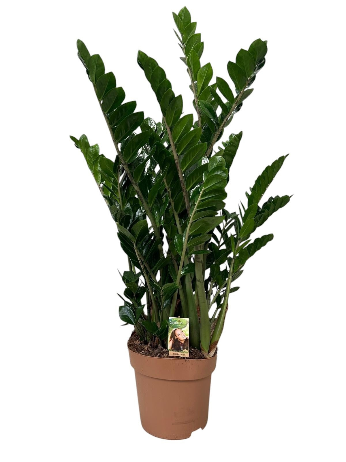 Zamioculcas zamiifolia 110cm 30cm Pot
