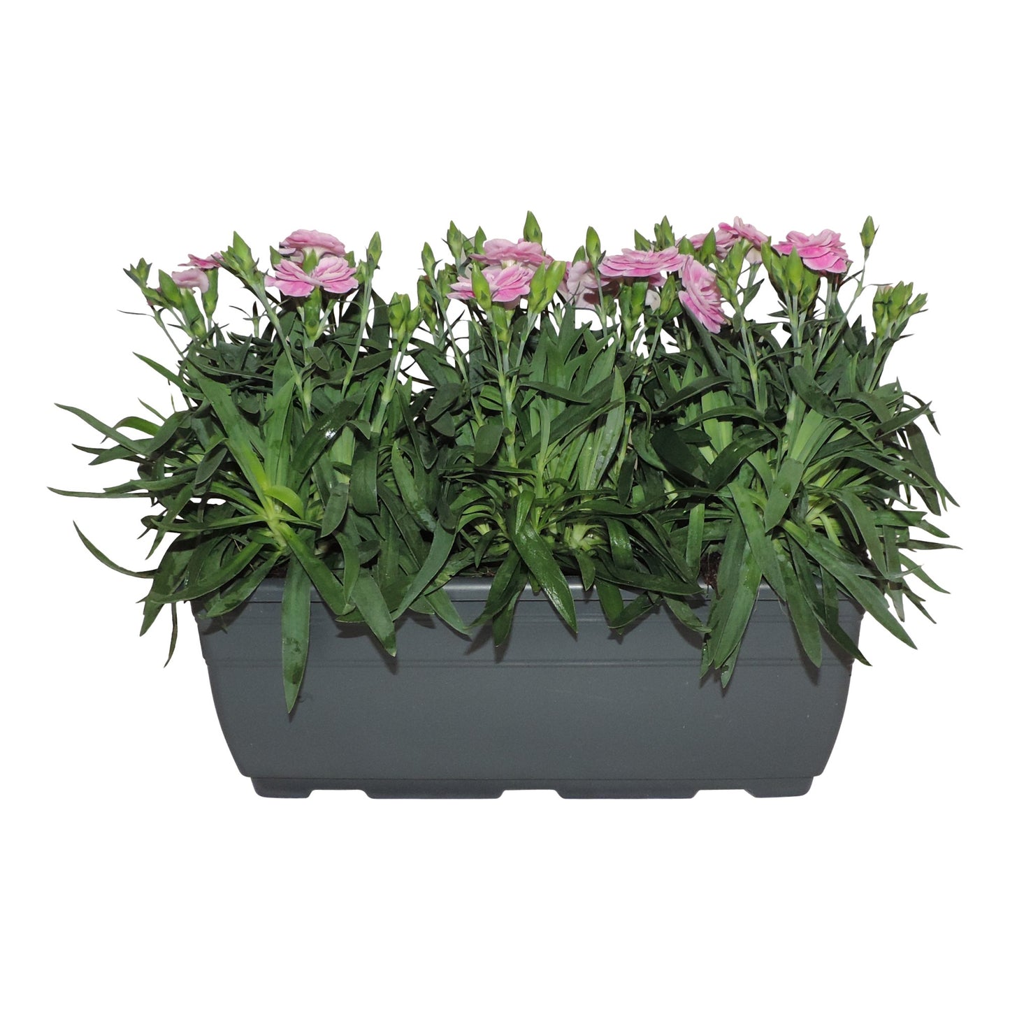 Dianthus Oscar Pink 20cm 27cm Pot