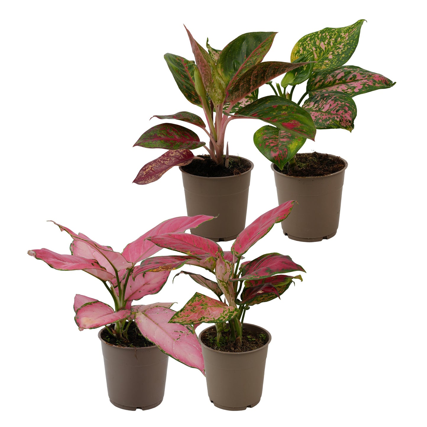 Aglaonema mix 30cm 12cm Pot