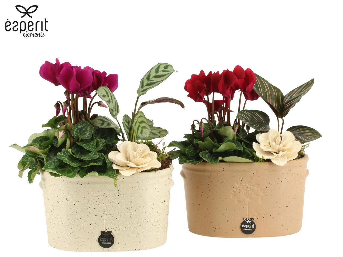 Indoor arrangement 25cm 17cm Pot