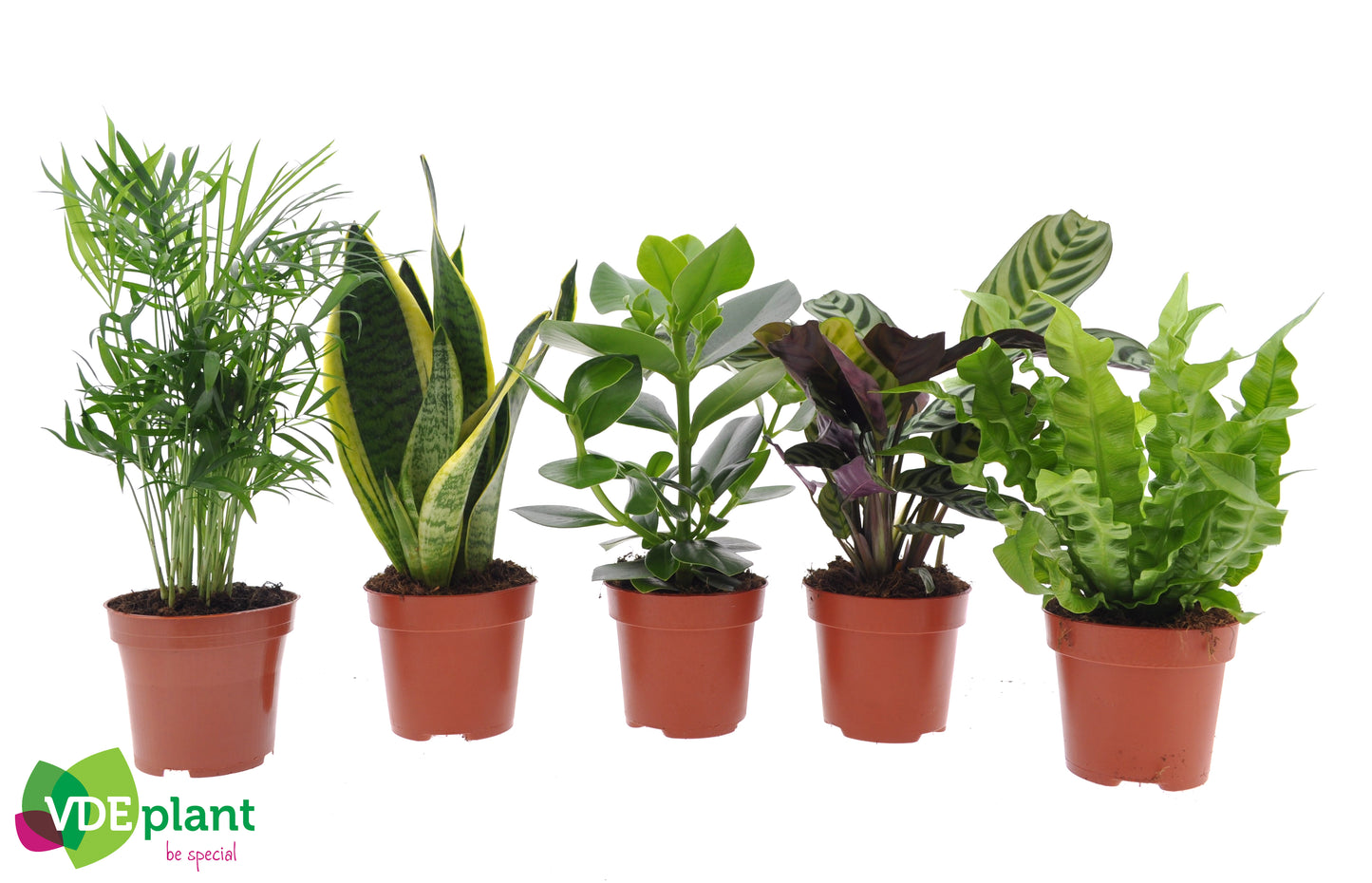 VDE plant BV Easy Care mix EASY12 Pack of 8