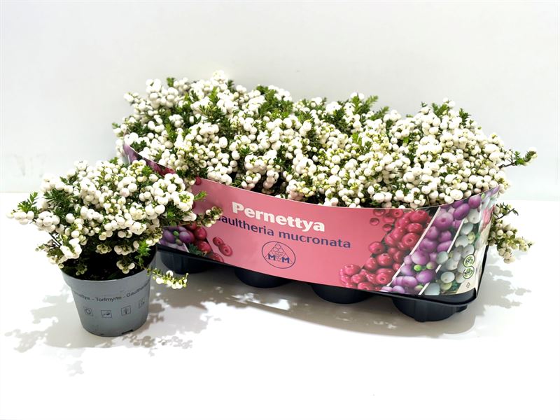 Gaultheria mucronata 25cm 14cm Pot