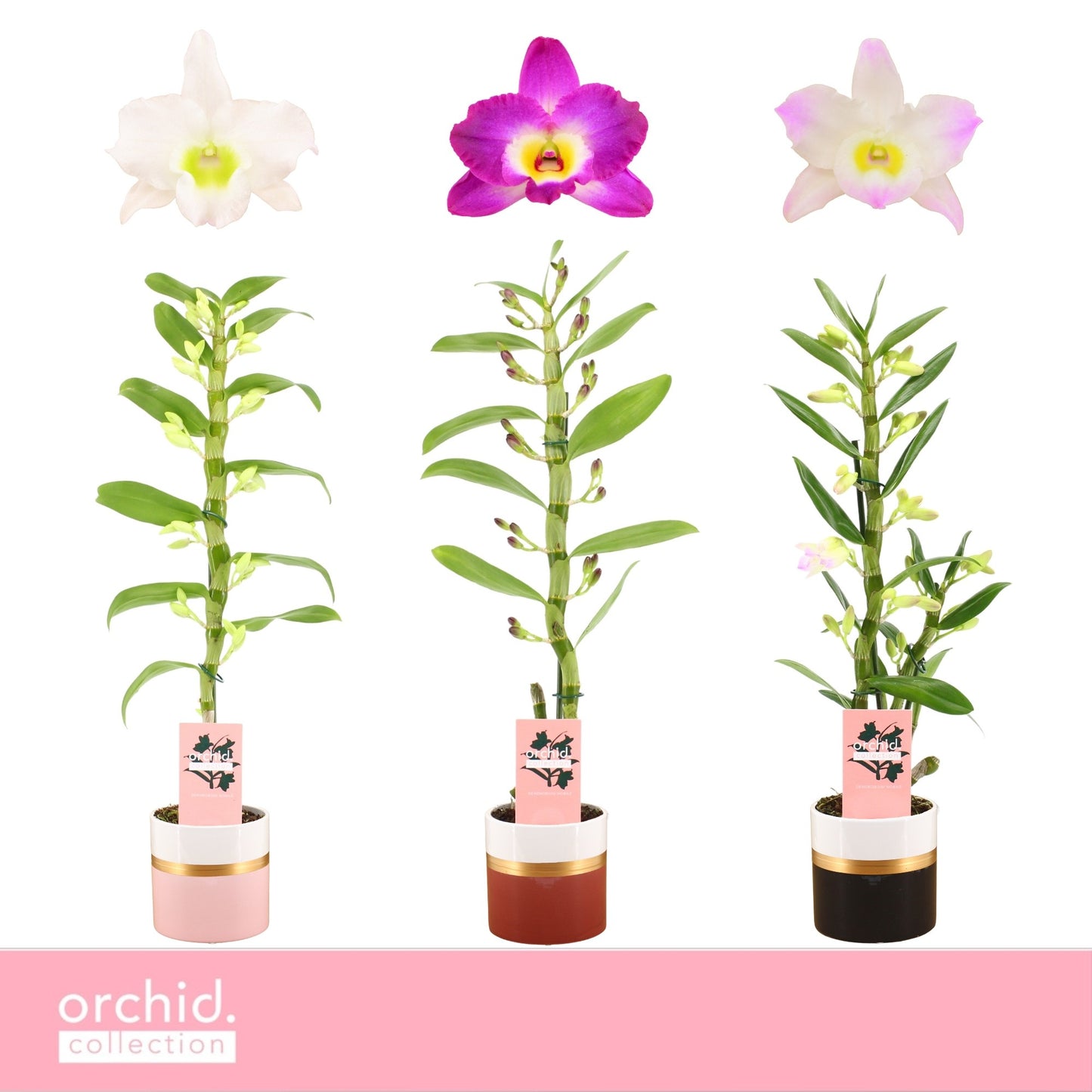 Dendrobium nobile mix 50cm 12cm Pot