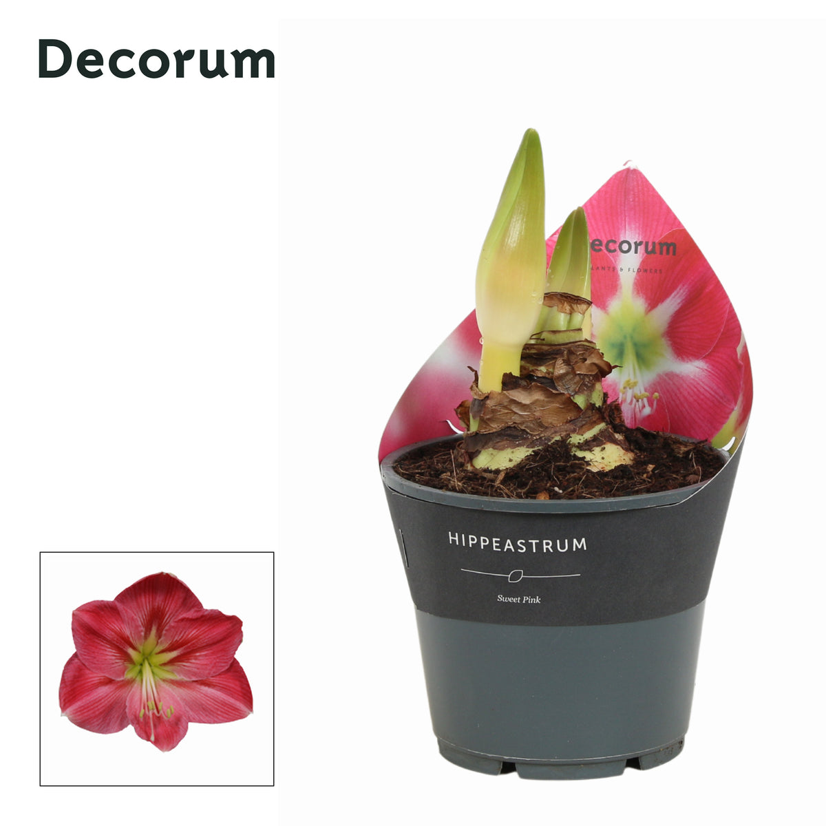 Hippeastrum 25cm 14cm Pot