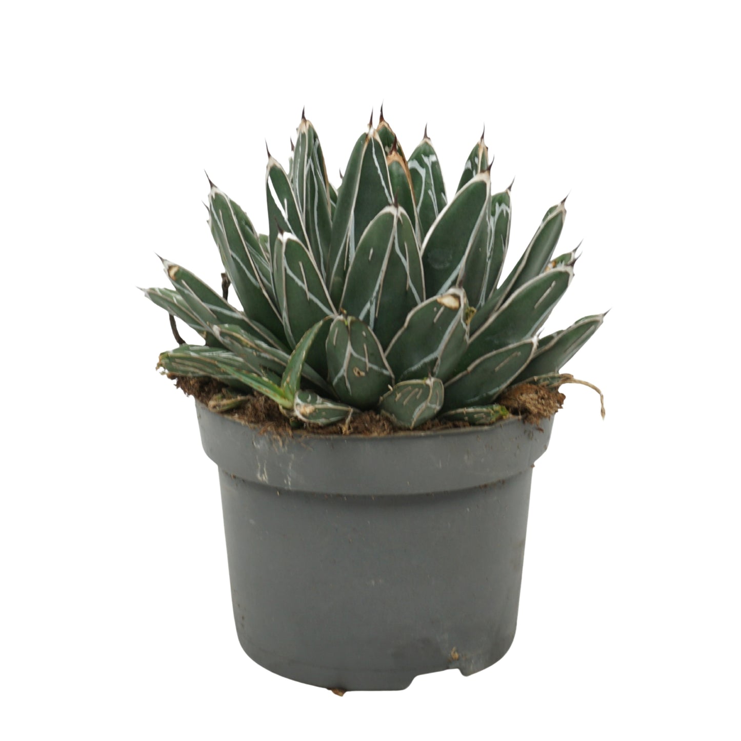Agave victoriae-reginae 22cm 13cm Pot