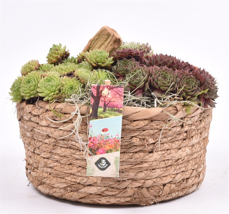 arr. Sempervivum 19cm Pot
