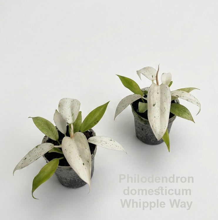 Philodendron scandens 10cm 7cm Pot