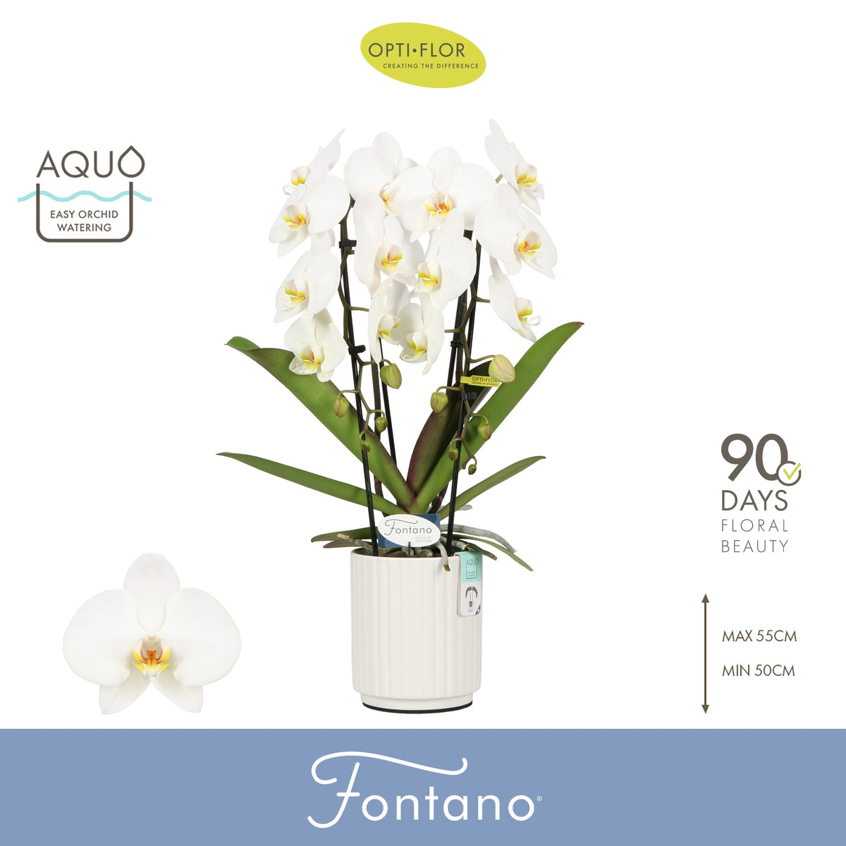 Phalaenopsis Fontano Versailles 60cm 12cm Pot
