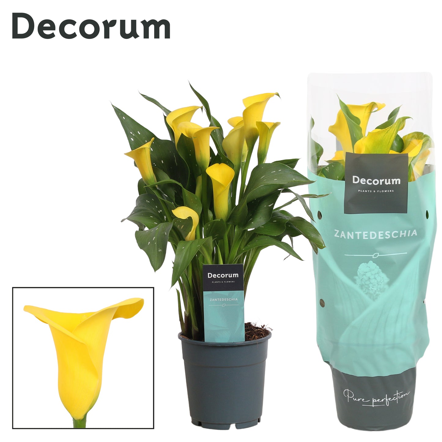 Zantedeschia yellow 35cm 12cm Pot