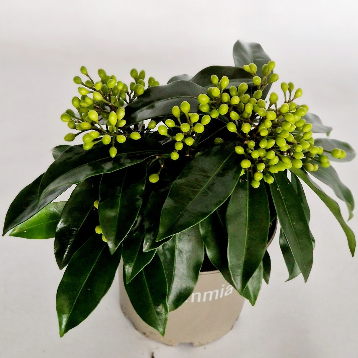 Skimmia japonica Reevesiana 25cm 15cm Pot