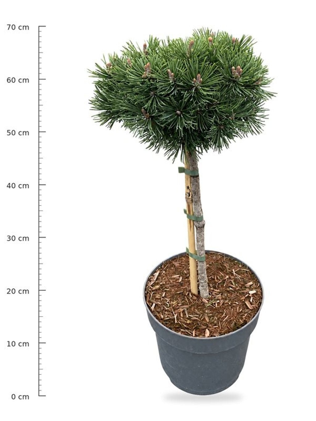 Pinus mugo Mops 80cm 26cm Pot