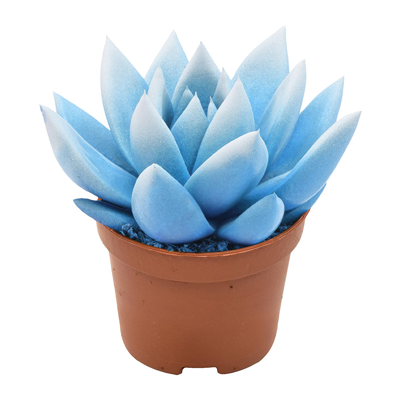 Amigo Plant VOF Miranda bicoloured light blue/white Pack of 16
