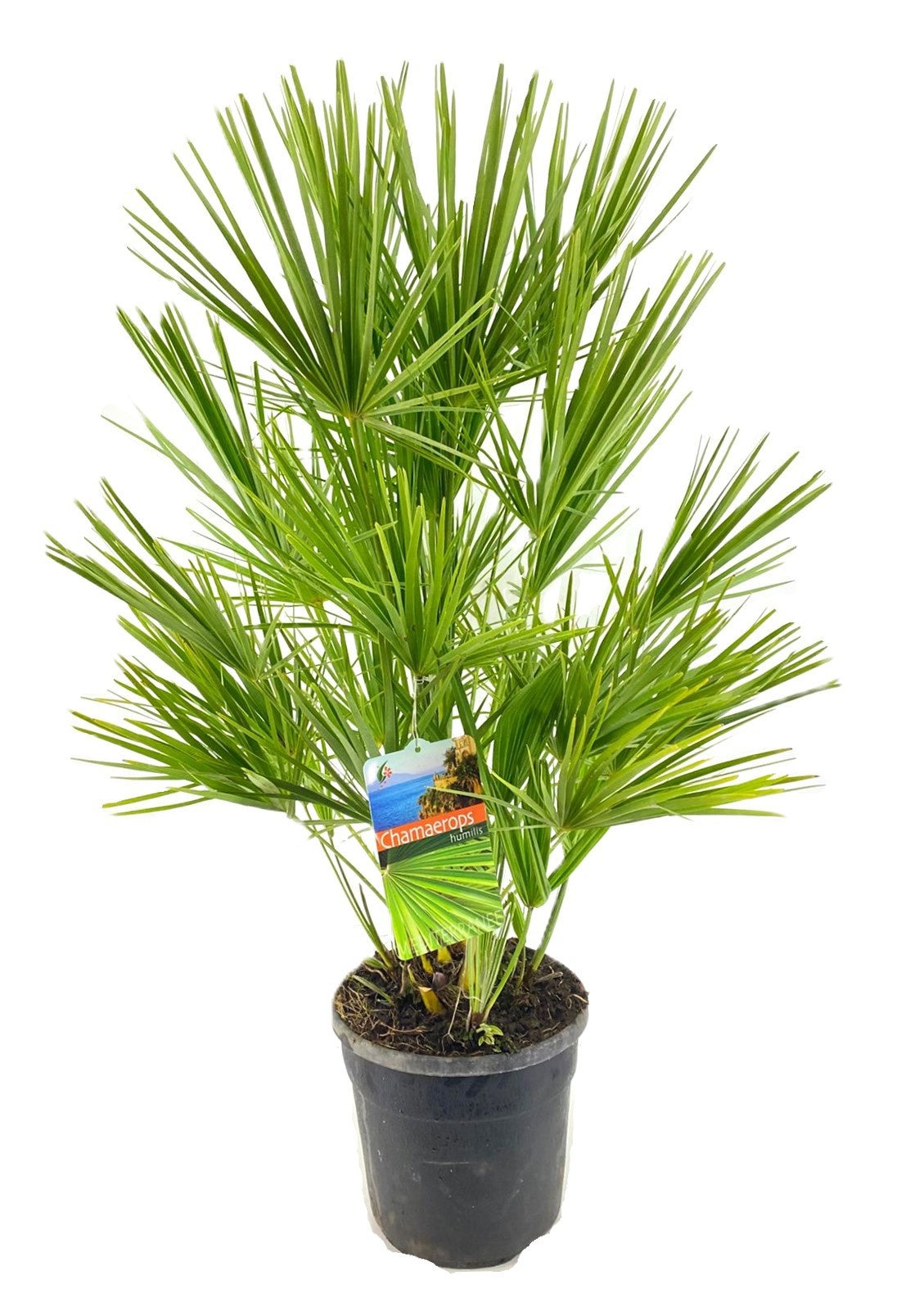 Chamaerops humilis 80cm 24cm Pot