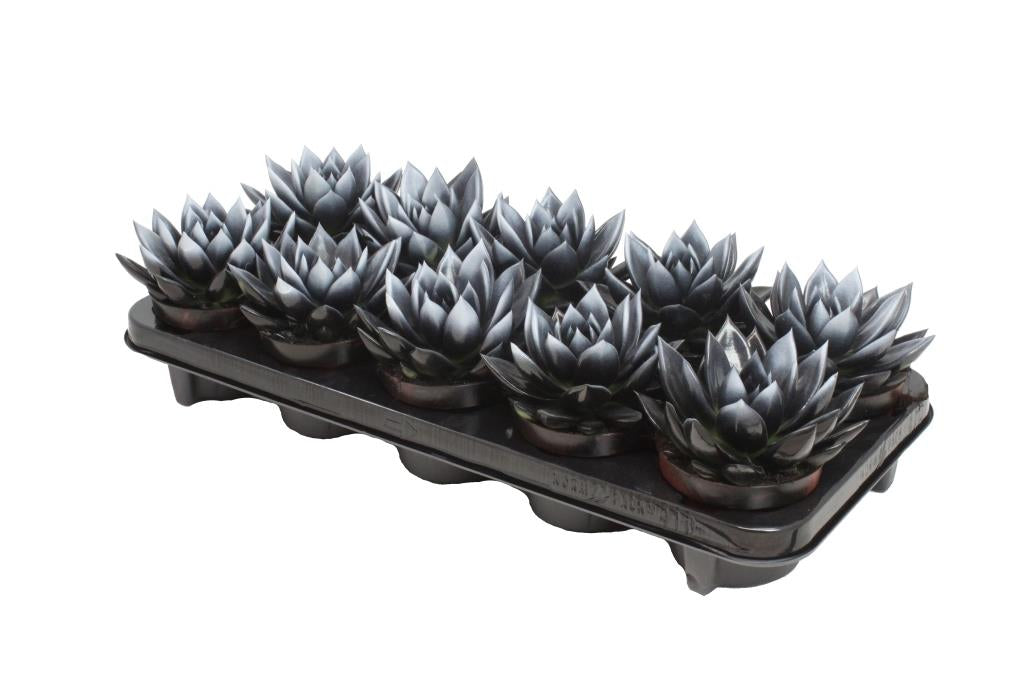Amigo Plant VOF Echeveria Miranda white + glitter Pack of 10