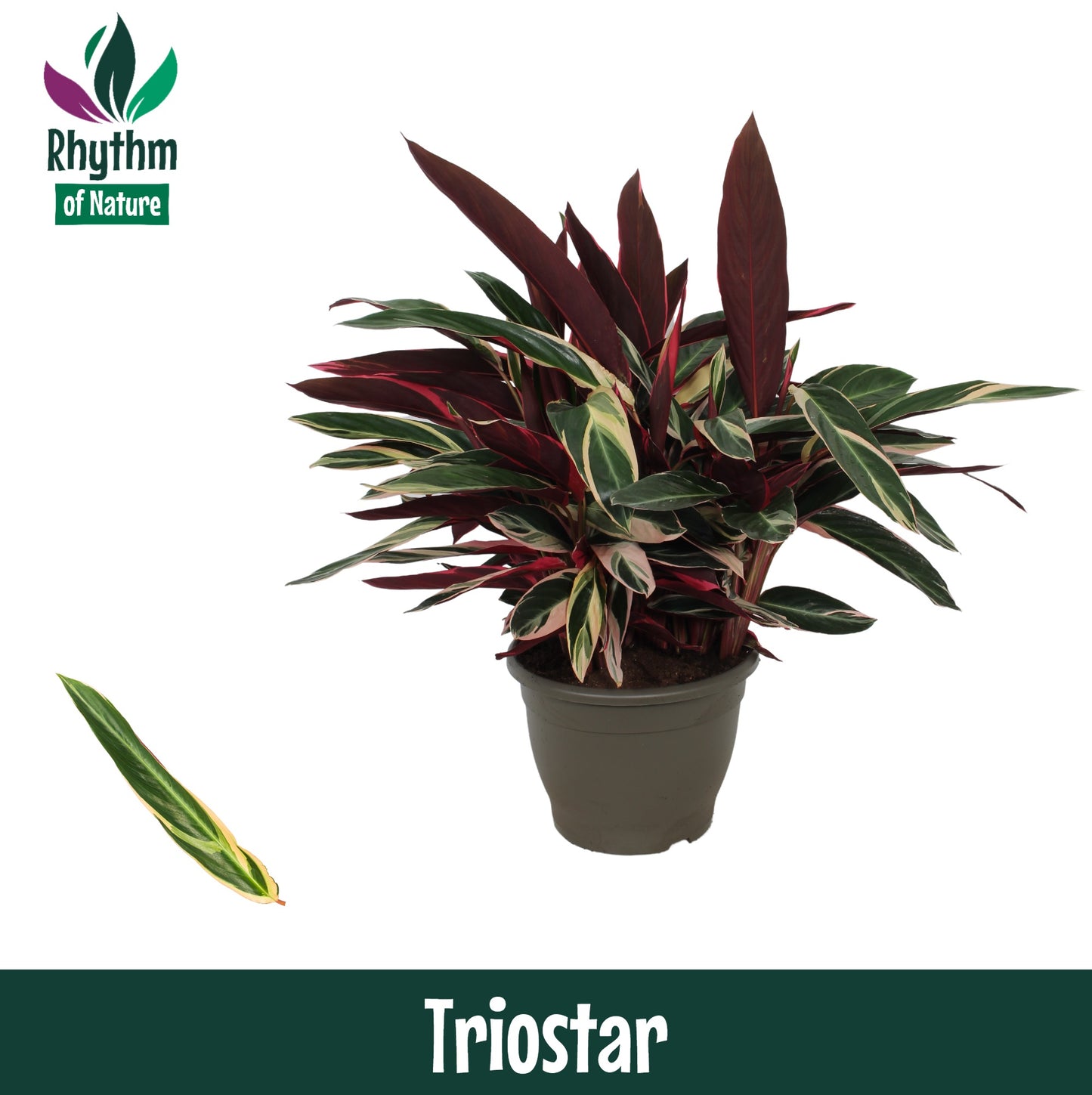 Stromanthe sanguinea triostar 85cm 32cm Pot