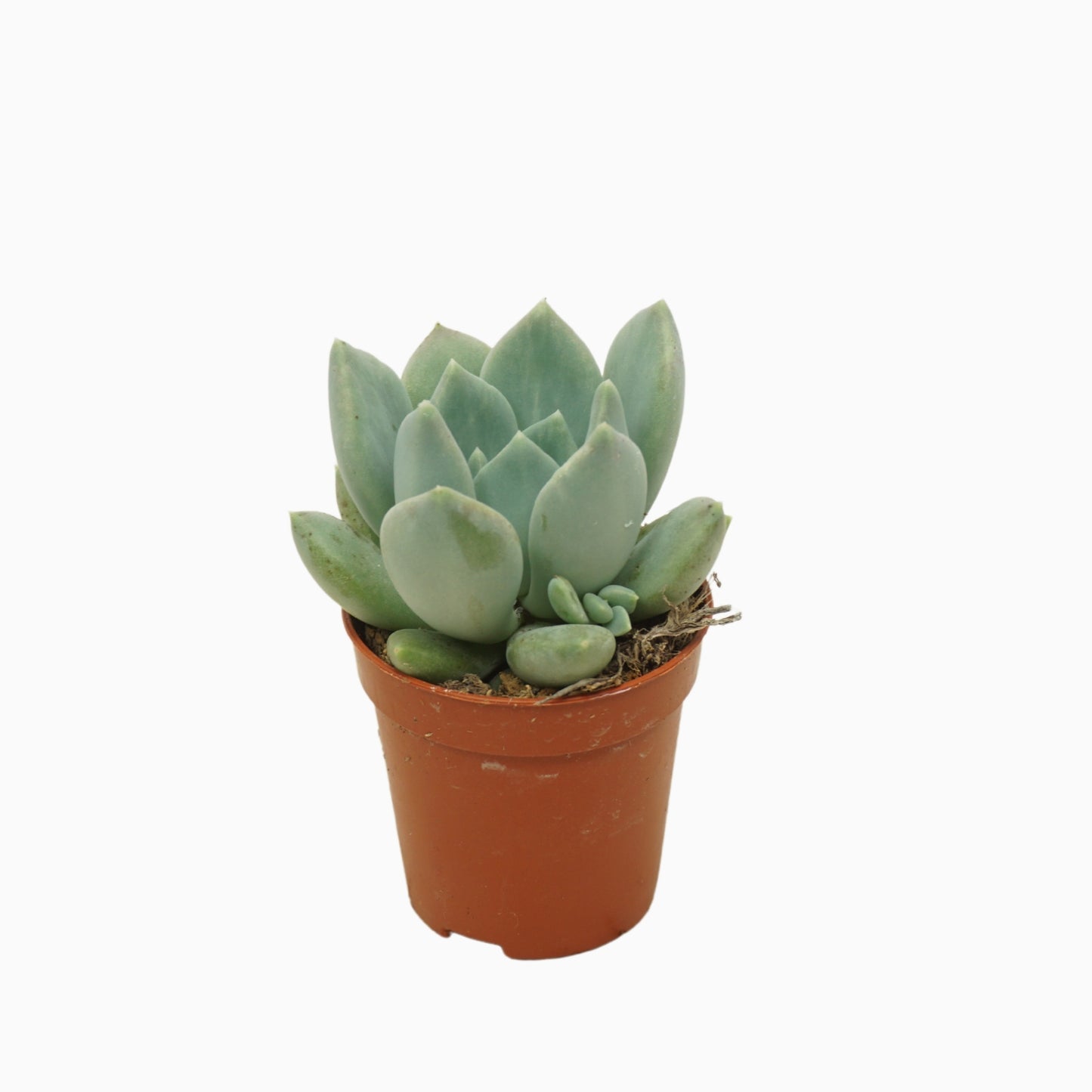 Ubink BV, hkw. Pachyphytum Corvus Pack of 20
