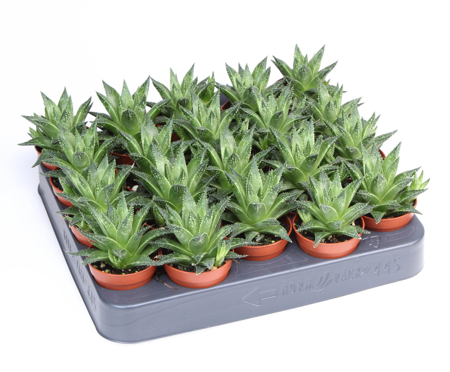 Haworthia fasciata 9cm 505cm Pot
