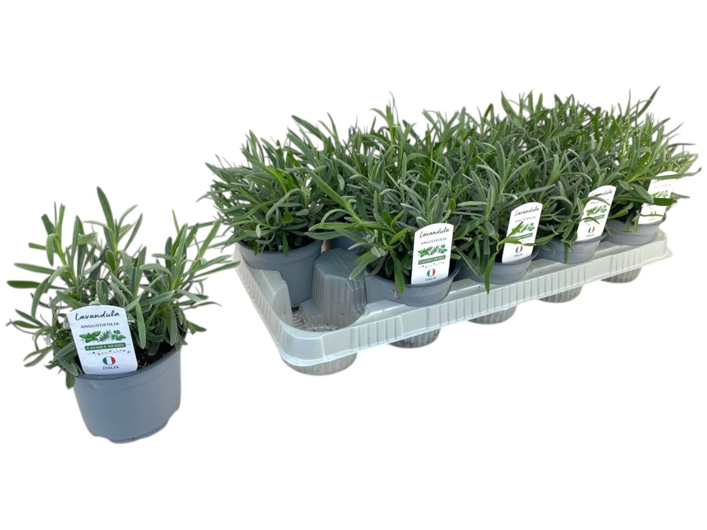 Lavandula angustifolia 20cm 12cm Pot