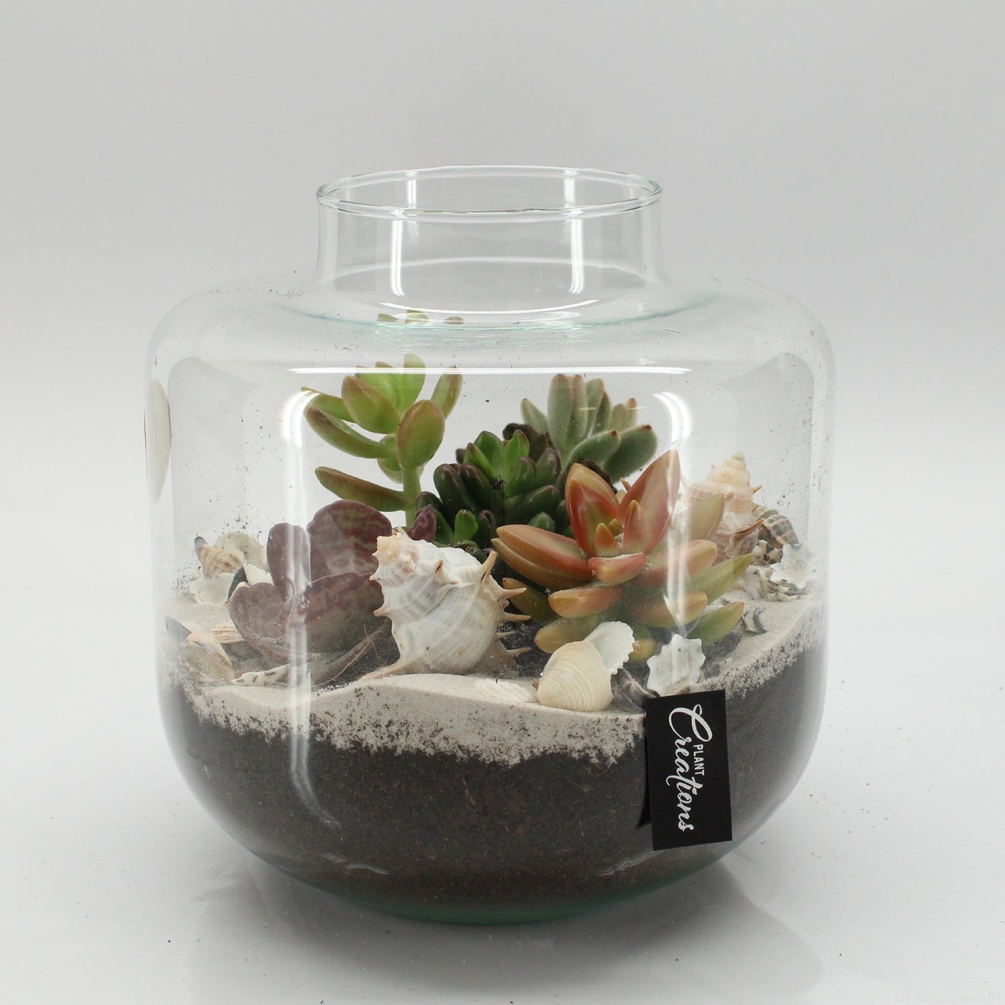 Indoor green arrangement 20cm 20cm Pot
